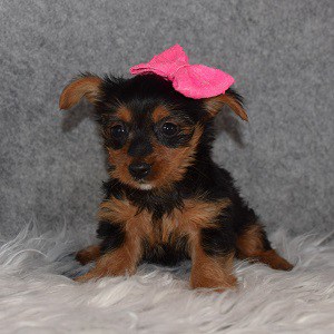 Yorkie Puppy For Sale – Pancake, Female – Deposit Only