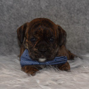 Caviston Puppy For Sale – Parker, Male – Deposit Only