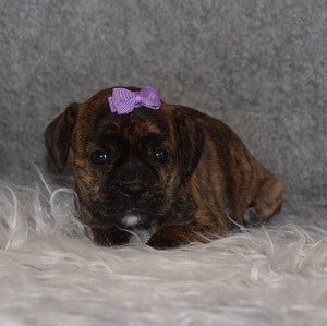 Caviston Puppy For Sale – Piper, Female – Deposit Only