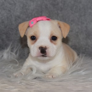 BoJack Puppy For Sale – Raya, Female – Deposit Only