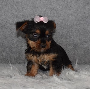 Yorkie Puppy For Sale – Rosalie, Female – Deposit Only