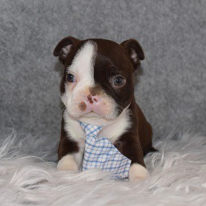 Boston Terrier Puppy For Sale – Rudy, Male – Deposit Only