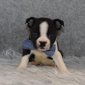 Boston Terrier Puppy For Sale – Sarge, Male – Deposit Only