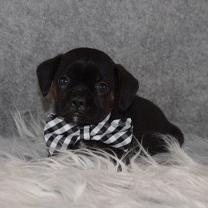 Caviston Puppy For Sale – Scooby, Male – Deposit Only