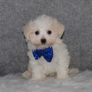Maltese Puppy For Sale – Sylvester, Male – Deposit Only