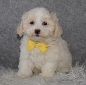 Maltese Puppy For Sale – Wilbur, Male – Deposit Only