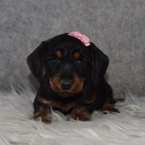 Doxiepoo Puppy For Sale – Winifred, Female – Deposit Only