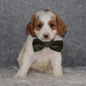 Cockapoo Puppy For Sale – Blizzard, Male – Deposit Only
