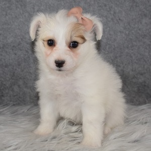 Pomachon Puppy For Sale – Dream, Female – Deposit Only
