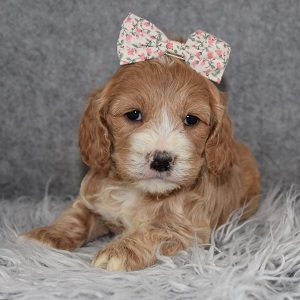 Cockapoo Puppy For Sale – Elain, Female – Deposit Only