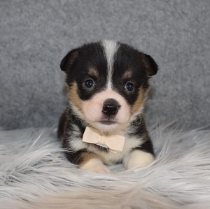 Pembroke Welsh Corgi Puppy For Sale – Everest, Male – Deposit Only