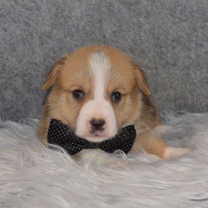 Pembroke Welsh Corgi Puppy For Sale – Hero, Male – Deposit Only
