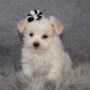Maltese Puppy For Sale – Jessie, Female – Deposit Only