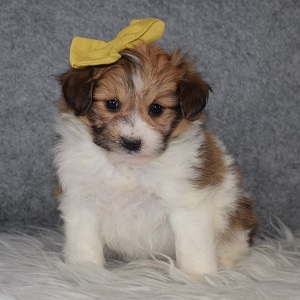 Pomachon Puppy For Sale – Marnie, Female – Deposit Only