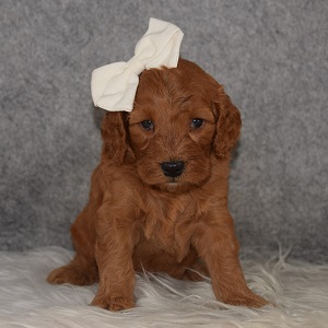 Cockapoo Puppy For Sale – Ophelia, Female – Deposit Only