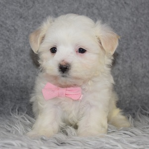 Maltese Puppy For Sale – Poe, Male – Deposit Only