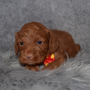 Cockapoo Puppy For Sale – Rudolph, Male – Deposit Only