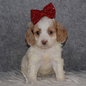 Cockapoo Puppy For Sale – Snowball, Female – Deposit Only
