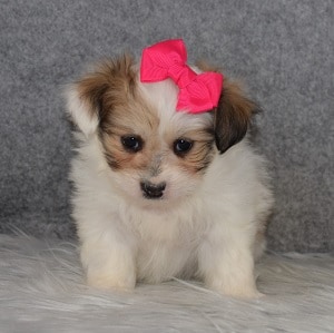 TeddyPom Puppy For Sale – Briar, Female – Deposit Only
