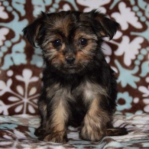 Chorkie puppy for sale in MD