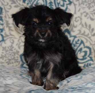 Chorkie puppy for sale in PA