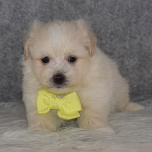Maltipom Puppy For Sale – Fletcher, Male – Deposit Only