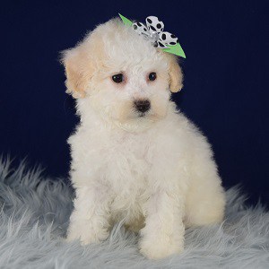 Jinny Bichonpoo puppy for sale in MD
