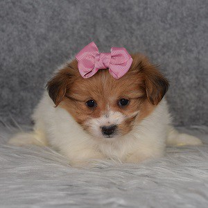 TeddyPom Puppy For Sale – Juniper, Female – Deposit Only