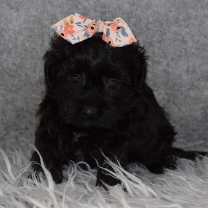 Bichonpoo Puppy For Sale – Leia, Female – Deposit Only