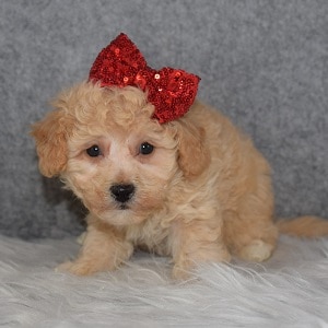 Bichonpoo Puppy For Sale – Lottie, Female – Deposit Only