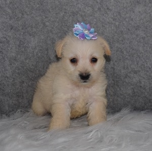 Westiepoo Puppy For Sale – Margot, Female – Deposit Only