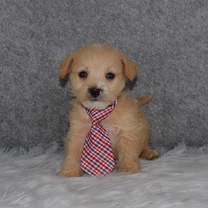 Westiepoo Puppy For Sale – Marshall, Male – Deposit Only