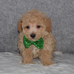 Bichonpoo Puppy For Sale – Nicky, Male – Deposit Only
