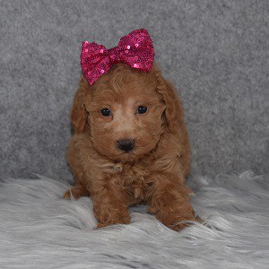 Bichonpoo Puppy For Sale – Nicolette, Female – Deposit Only