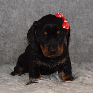 Dachshund Puppy For Sale – Pepsi, Female – Deposit Only
