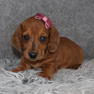 Dachshund Puppy For Sale – Sadie, Female – Deposit Only