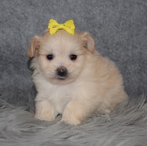 Maltipom Puppy For Sale – Sasha, Female – Deposit Only