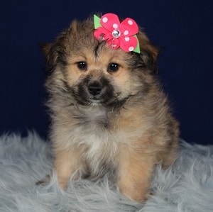 Pomachon Puppy For Sale – Saturn, Female – Deposit Only