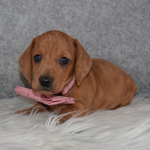Dachshund Puppy For Sale – Scotty, Male – Deposit Only