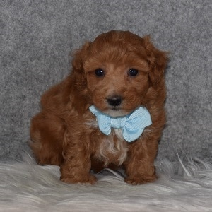 Maltipoo Puppy For Sale – Albie, Male – Deposit Only