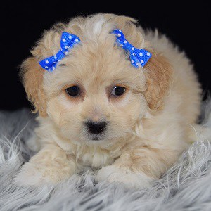Ava Lhasapoo puppy for sale in DE