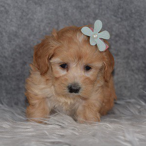 Maltipoo Puppy For Sale – Britta, Female – Deposit Only