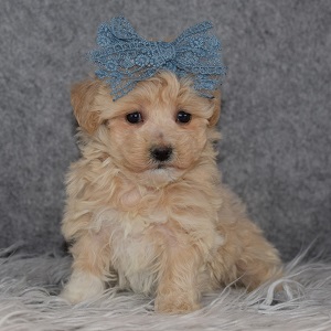 Maltipoo Puppy For Sale – Charisma, Female – Deposit Only