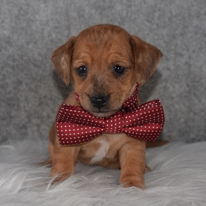 Jackshund Puppy For Sale – Cherokee, Male – Deposit Only