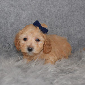 Maltipoo Puppy For Sale – Crimson, Female – Deposit Only