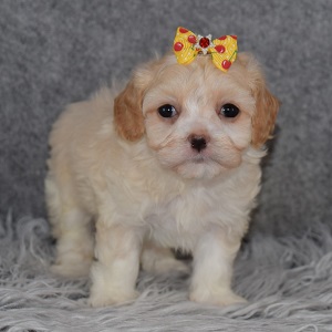 Maltipoo Puppy For Sale – Delilah, Female – Deposit Only