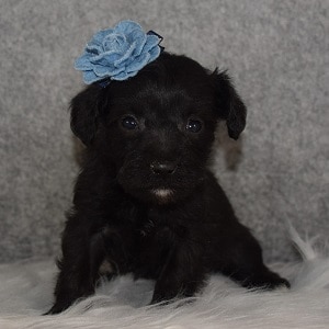 Schnoodle Puppy For Sale – Eloise, Female – Deposit Only