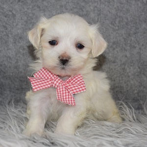 Maltese Puppy For Sale – Koe, Male – Deposit Only