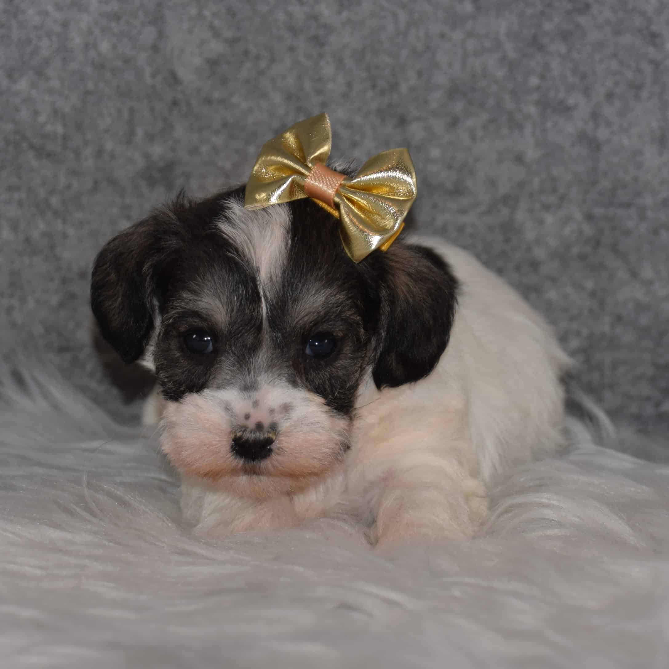Schnoodle Puppy For Sale – Melody, Female – Deposit Only