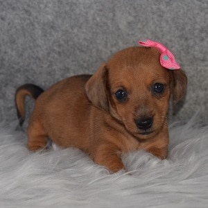 Jackshund Puppy For Sale – Shawnee, Female – Deposit Only